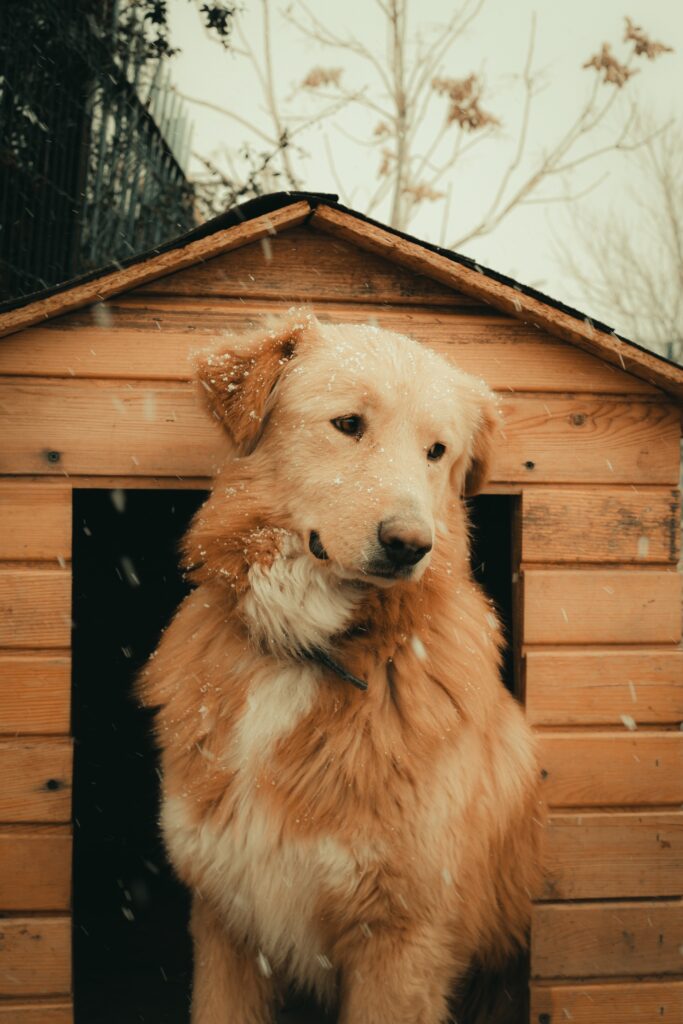 Kutya Kennel: Ideális Hely a Kutyák Kényelméhez és Biztonságához